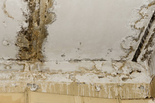 Asbestos and Lead Testing During Mold Inspection in Lexington, MO